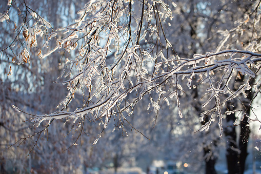 winter, snow on the branches of a tree, patterns