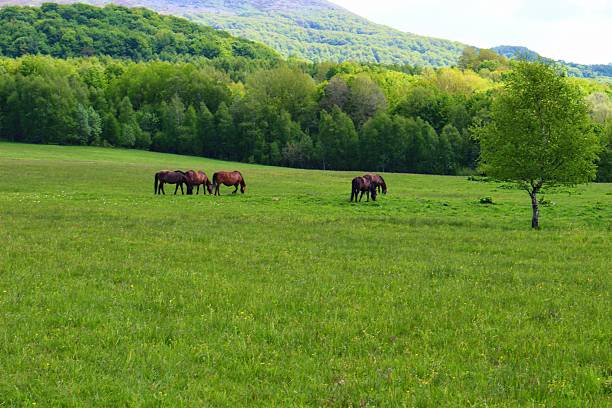 istock Grazing wild horses in natural environment 535465661