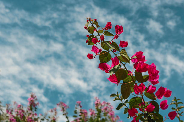 istock Flower - Pink blossom over blue sky background, spring flowers 535465718