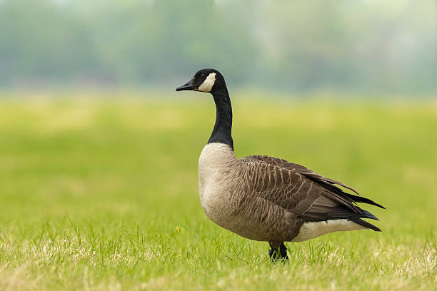istock Canadian goose in a meadow 535465724