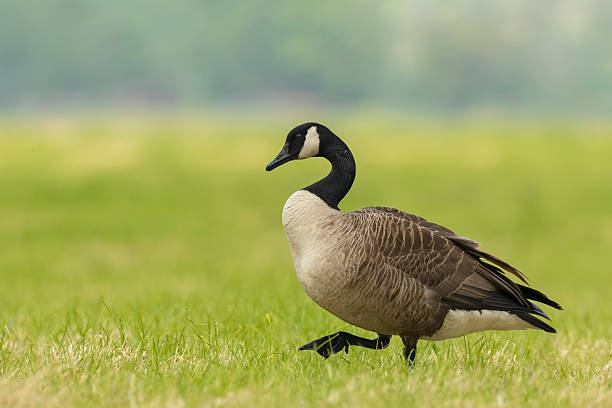 istock Canadian goose in a meadow 535465756