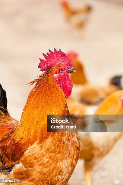 Beautiful Red Rooster Stock Photo - Download Image Now - 2015, Agriculture, Alertness