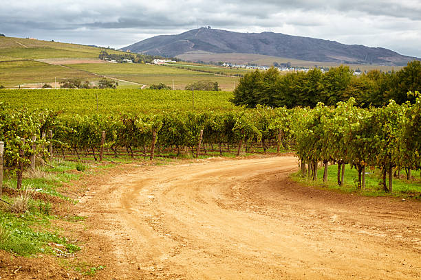 istock The beauty of wine making 535468341