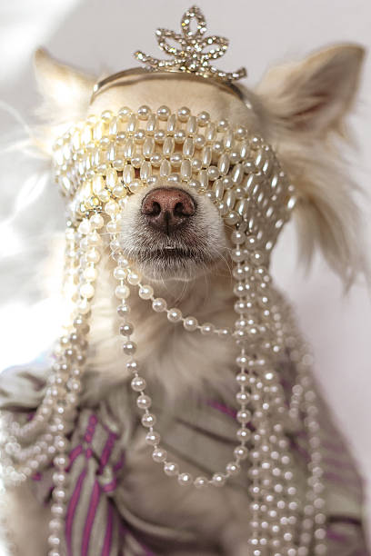 istock Marie antoniette chihuahua 535468837