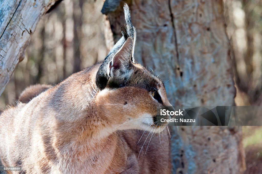 Caracal A caracal, also known as the desert lynx (side view) 2015 Stock Photo