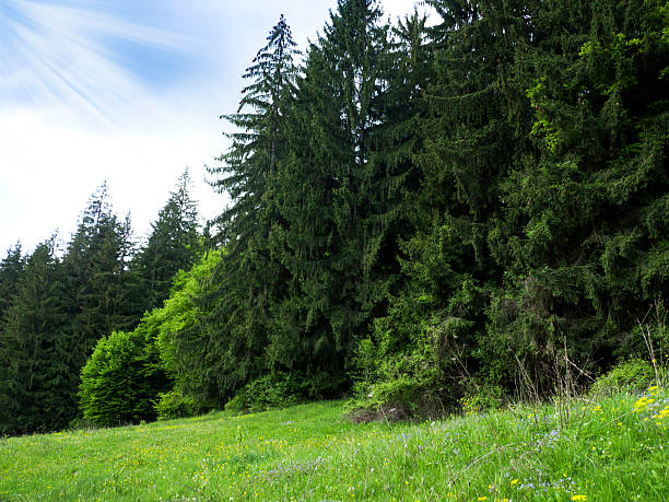 istock green prickly branches of a fur-tree or pine 535469090