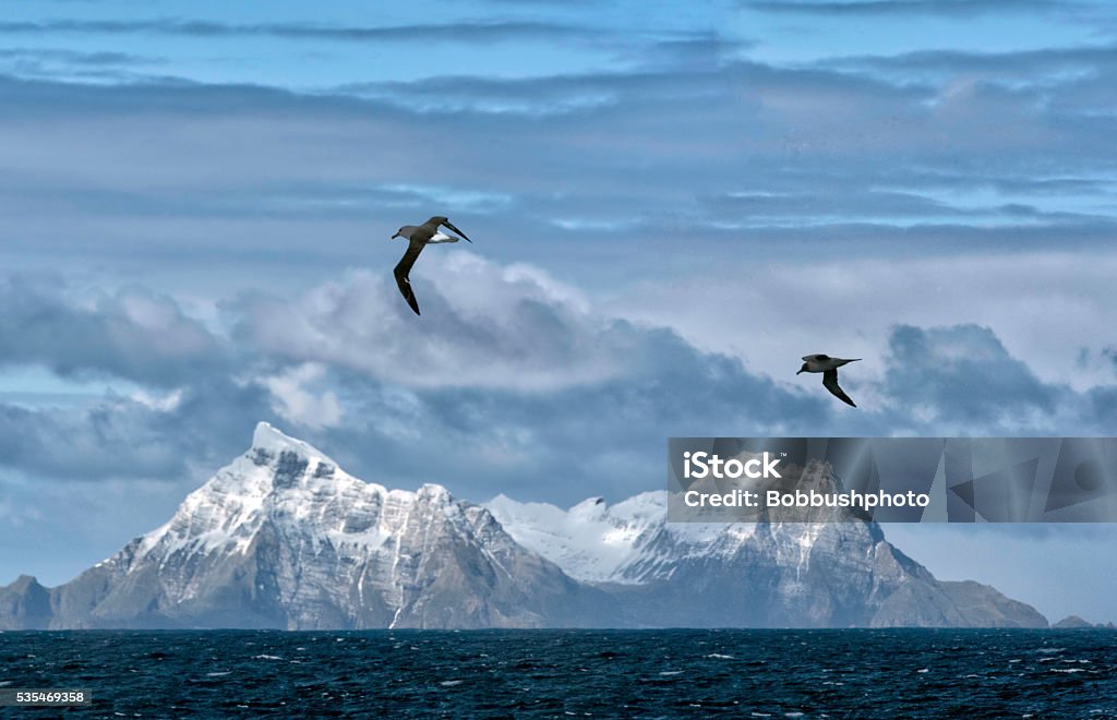 Snow covered mountains, South Georgia Island The snow covered peaks of South Georgia Island under a beautiful clouds and flying albatrosses  Albatross Stock Photo