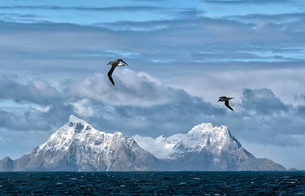 Snow covered mountains, South Georgia Island The snow covered peaks of South Georgia Island under a beautiful clouds and flying albatrosses  antarctic ocean photos stock pictures, royalty-free photos & images