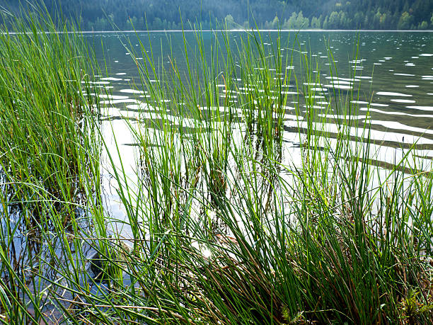 istock Mountain lake and evergreen coniferous forest 535469434