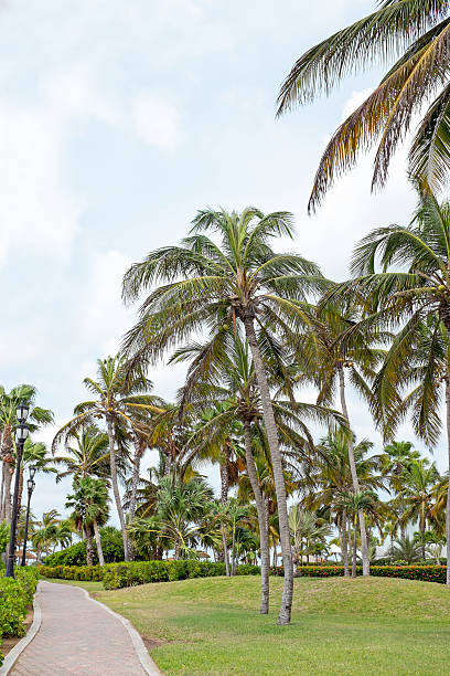 istock Palm trees on Aruba island 535469614