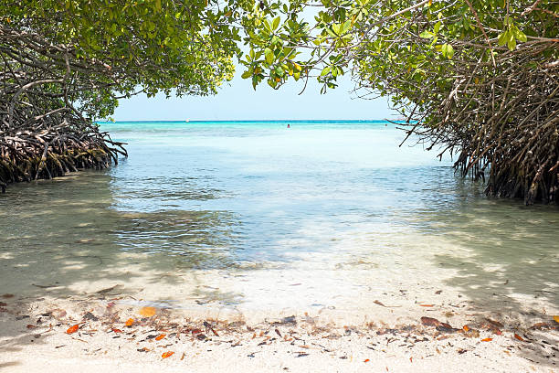 istock Mangel Halto beach on Aruba island 535469814