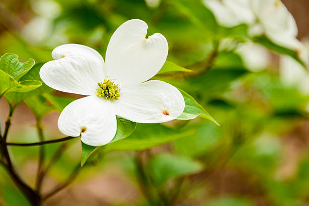 istock White flowering dogwood blossom 535469974