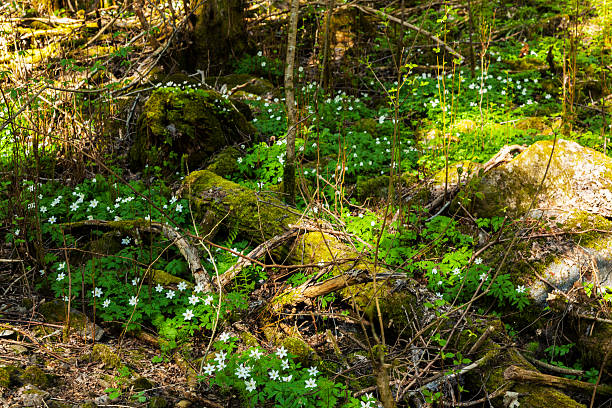 istock Sunlight  in a virgin forest with wood anemones. 535470482