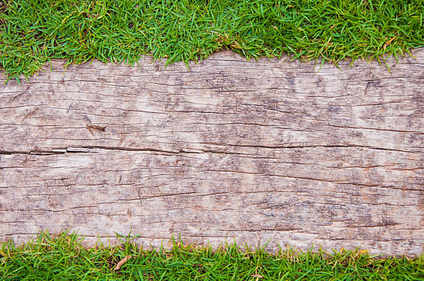 istock Fresh spring green grass over wood background 535470608
