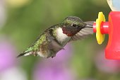 ruby-throated-kolibri.jpg?b=1&s=170x170&k=20&c=yGQx-ZjtCMG9-rKp2shSbI7n6mF2IwE4AUDEVLiB0Pw=
