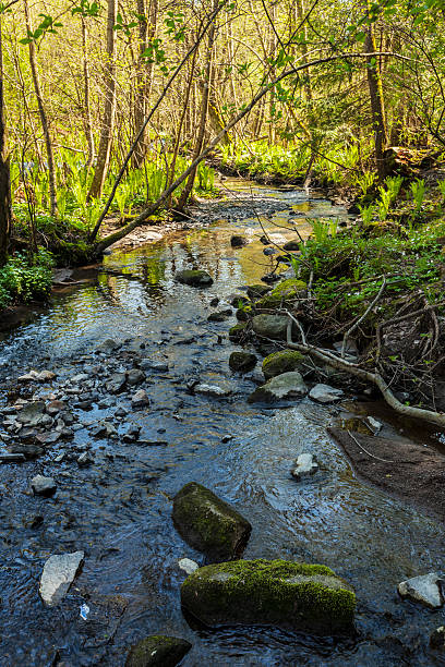 istock Sunlight  in a virgin forest with wood anemones. 535471186