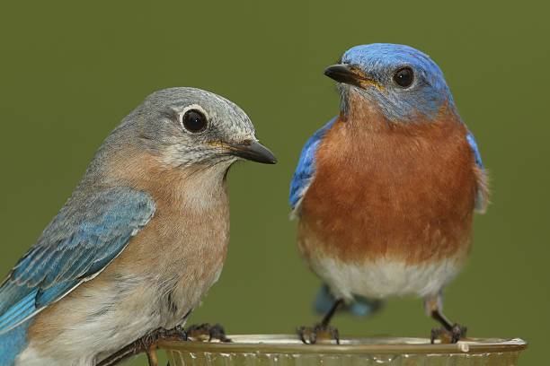 istock Pair of Eastern Bluebird 535471258