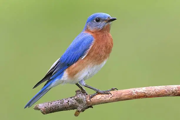 Male Eastern Bluebird (Sialia sialis) on a perch with a green background