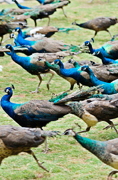 istock Group of peacocks walking on the lawn 535473620