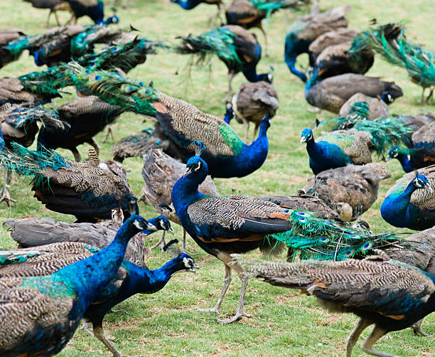 istock Group of peacocks walking on the lawn 535473724
