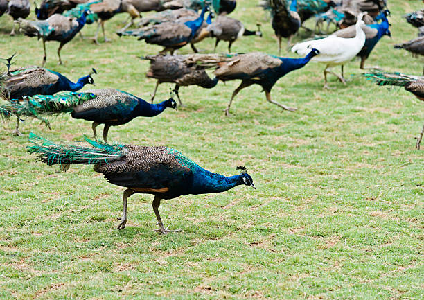 istock Group of peacocks walking on the lawn 535473842