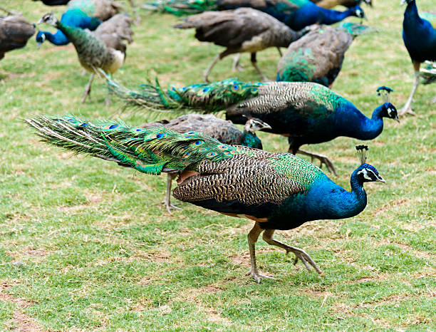 istock Group of peacocks walking on the lawn 535473902