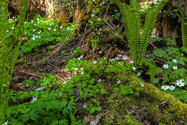 istock Sunlight  in a virgin forest with wood anemones. 535474410