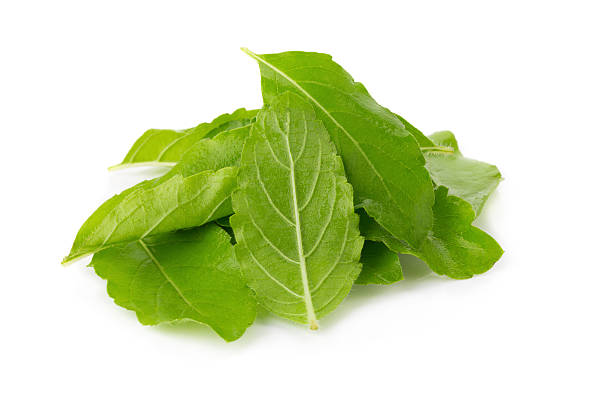 istock Fresh basil leaves in closeup 535475576