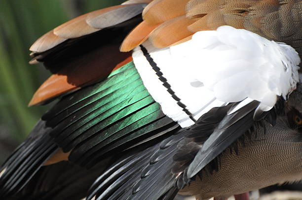 istock Egyptian Goose Feathers 535475933