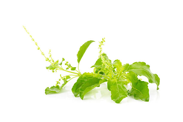 istock Fresh basil leaves in closeup 535476182