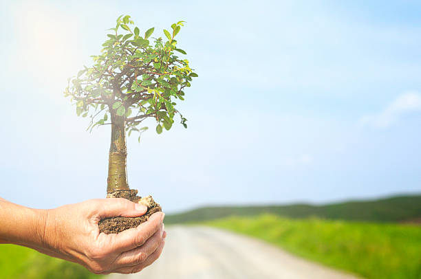 nowe życie - development tree human hand bonsai tree zdjęcia i obrazy z banku zdjęć