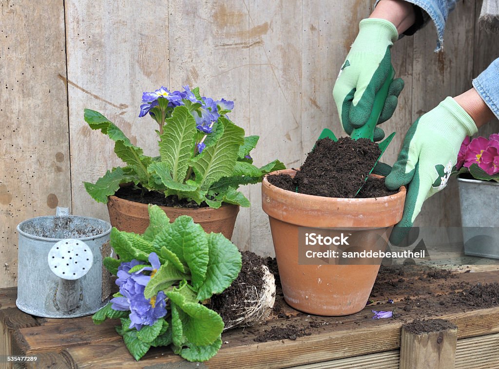 potting flowers woman's hand filling a clay pot for flowers 2015 Stock Photo