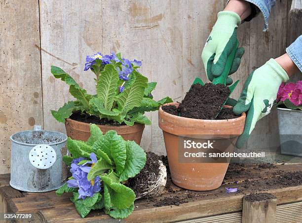 Potting Flowers Stock Photo - Download Image Now - 2015, Adult, Dirt