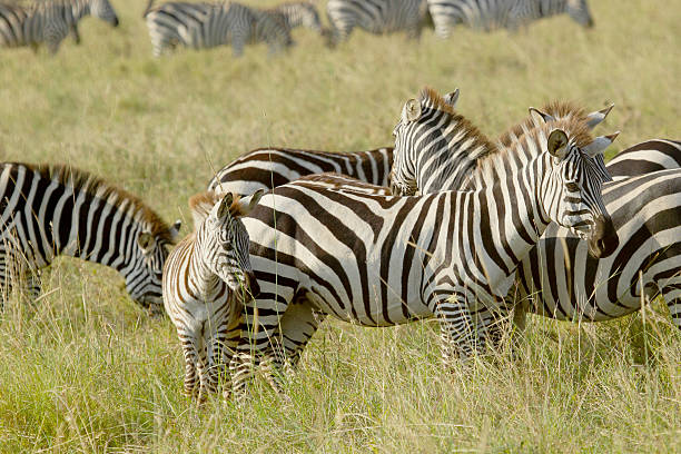 istock Common zebras with a baby 535477387
