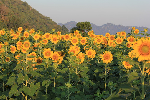 Sunflower fields in season