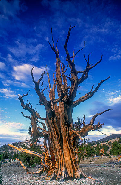grand arbre vieux - bristlecone pine forest preserve photos photos et images de collection