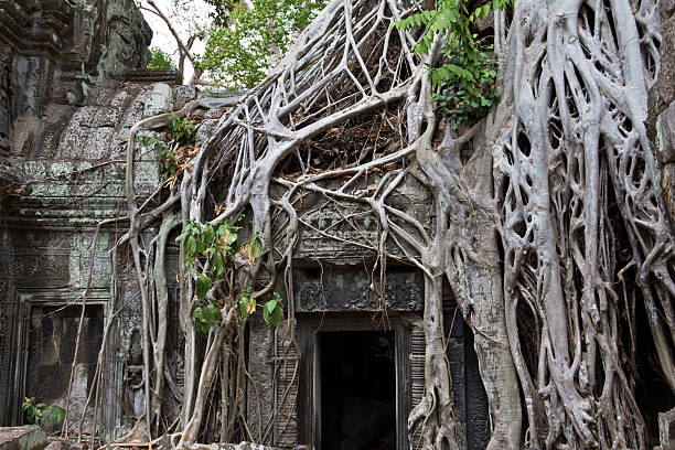 istock Tree roots covering door at Ta Phrom 535478308