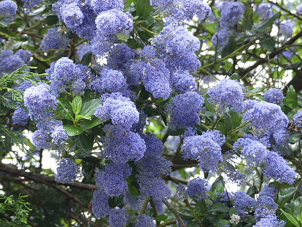 istock Blue Lilac Blossom in Warwickshire 535478508