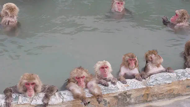 Snow Monkeys Relaxing in a Hotspring. Japanese Macaque Onsen Monkey