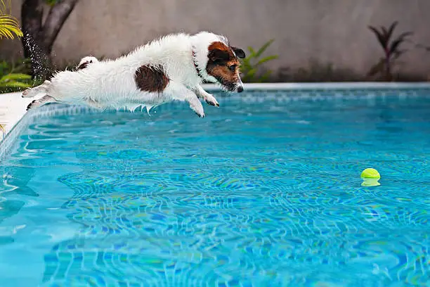 Photo of Dog jumping to retrieve a ball in swimming pool