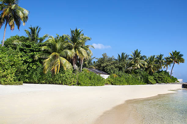 istock The white sandy beach, Maldives 535479259