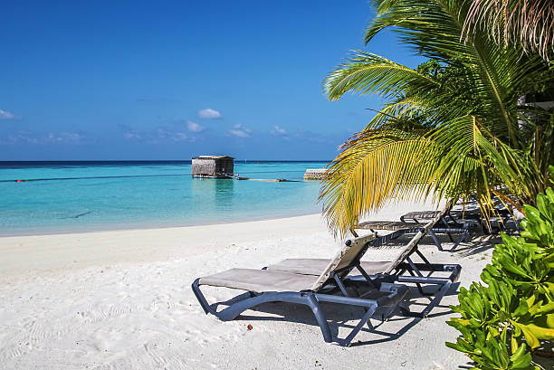 praia tropical, maldivas - beach palm tree island deck chair - fotografias e filmes do acervo