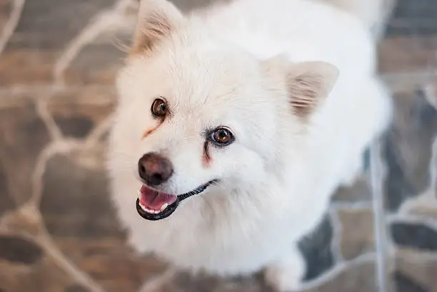 The Japanese Spitz is a small to medium breed of dog of the Spitz type. The Japanese Spitz is a companion dog and pet. There are varying standards around the world as to the ideal size of the breed.