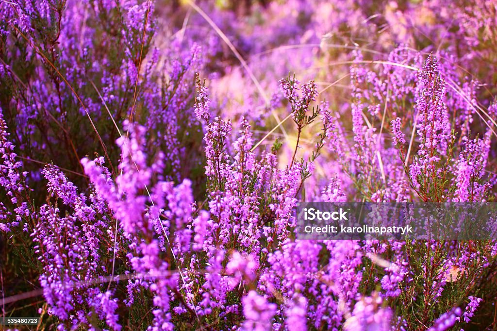 Autumn heathers Agricultural Field Stock Photo