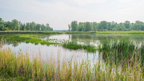 istock Shore of a lake in spring 535480960