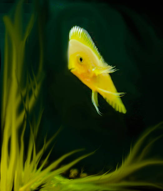 Discus fish Golden Albino Simphysodon stock photo