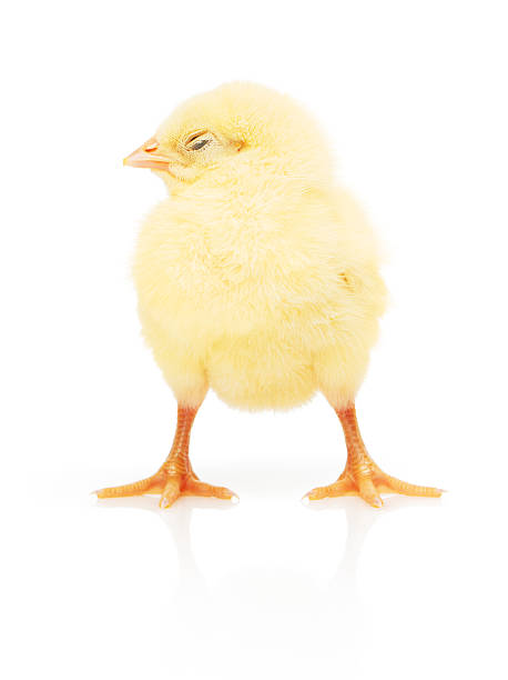 istock Small yellow chicken isolated on white 535481120