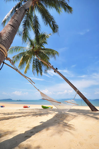 istock Coconut palm trees with hammock and tropical beach background 535481574
