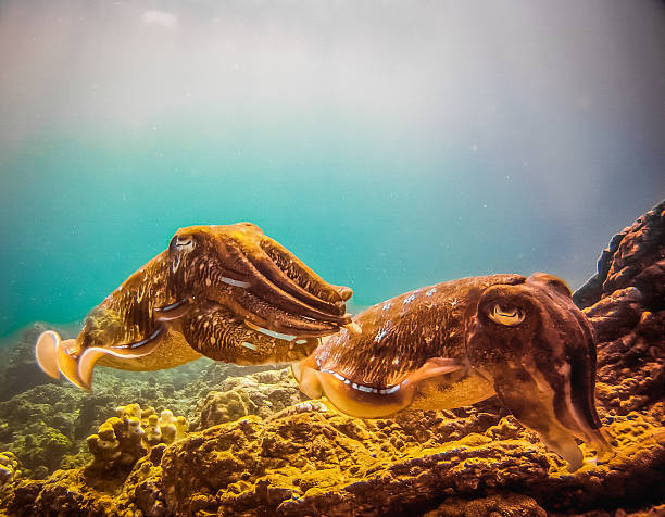 istock Two Wild Pharoah Cuttlefish (Sepiida) Underwater, Krabi, Thailand 535482044