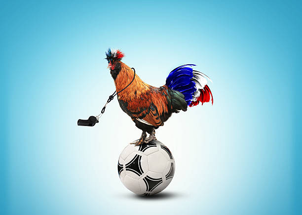 French colored rooster stock photo